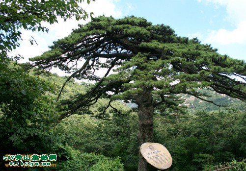 ��ɽ�ڻ���