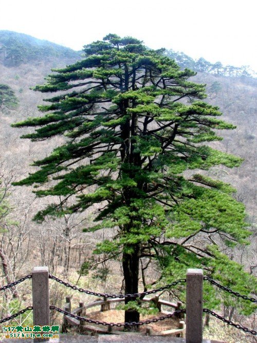 ��ɽ�Ž���