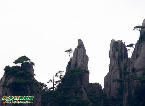 ��ɽ��Ů�廨����